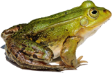 Frosch